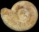 Perisphinctes Ammonite - Jurassic #46892-1
